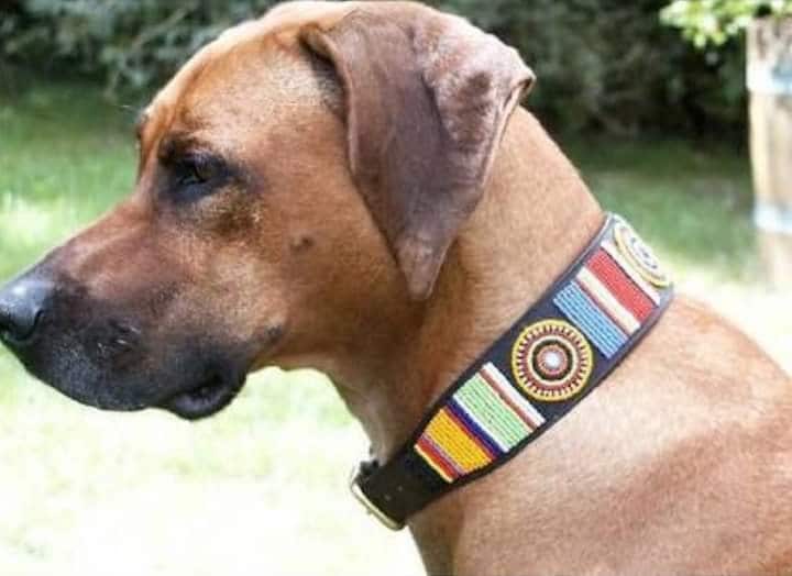 Wholesale African Inspired Personalised Leather Beaded Dog Collar set of 2 with Brass Metal Buckle. Cat Collar with Beautiful Beads. Gift